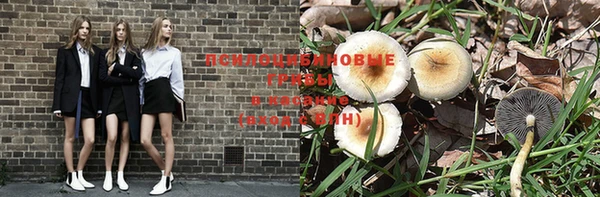 прущие грибы Бородино