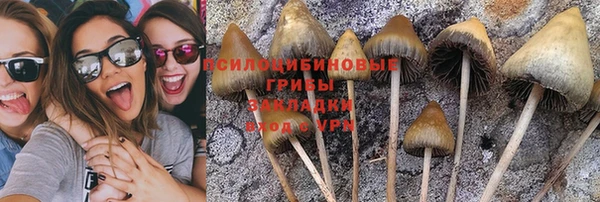 прущие грибы Бородино